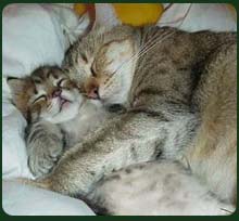 Cat hug in sleep