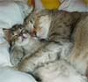 Sleep Smarts