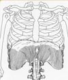 The Diaphragm under the ribcage