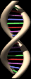 DNA The Double Helix and Chakras