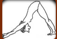 Downward Dog for Sun Salutation.