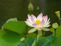 A Lotus Flower