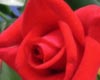 Red rose
