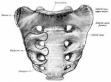 The sacrum