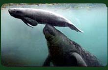 Whale and baby